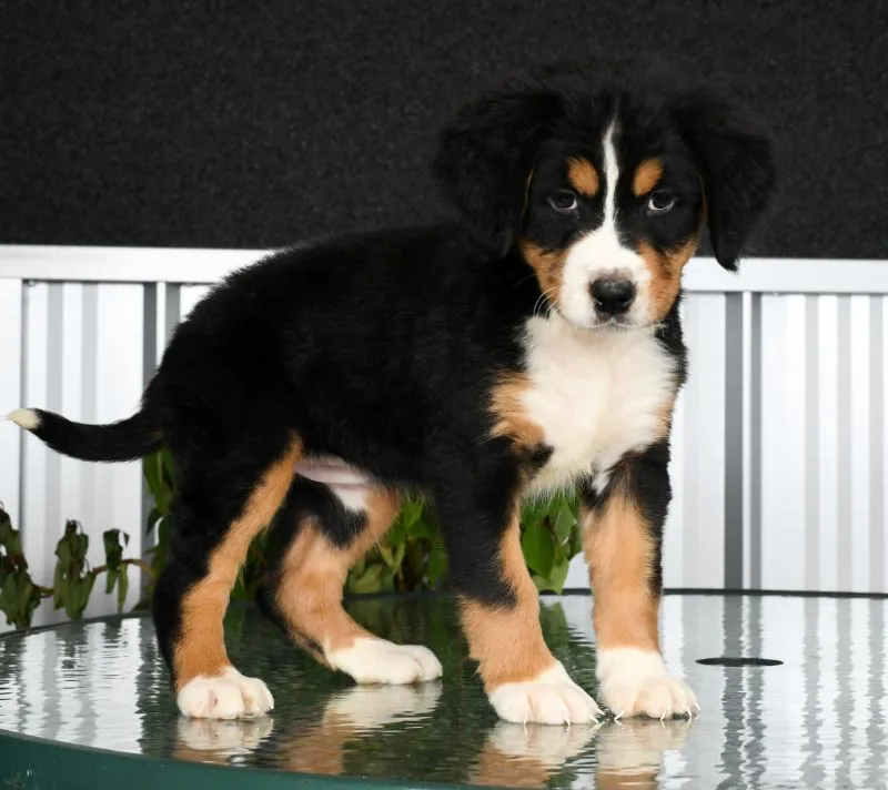 Bernese Mountain Dog